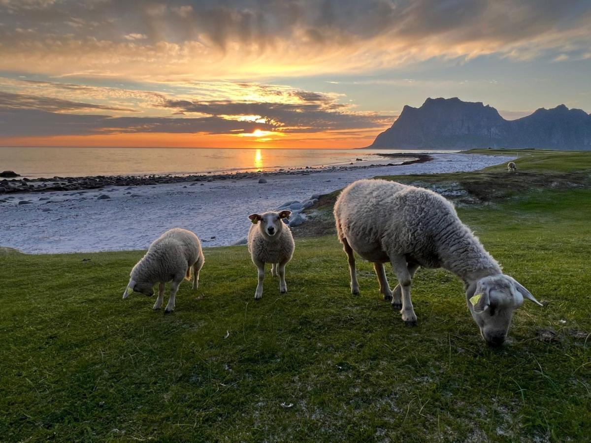 Real Fisherman'S Cabins In Ballstad, Lofoten Dış mekan fotoğraf